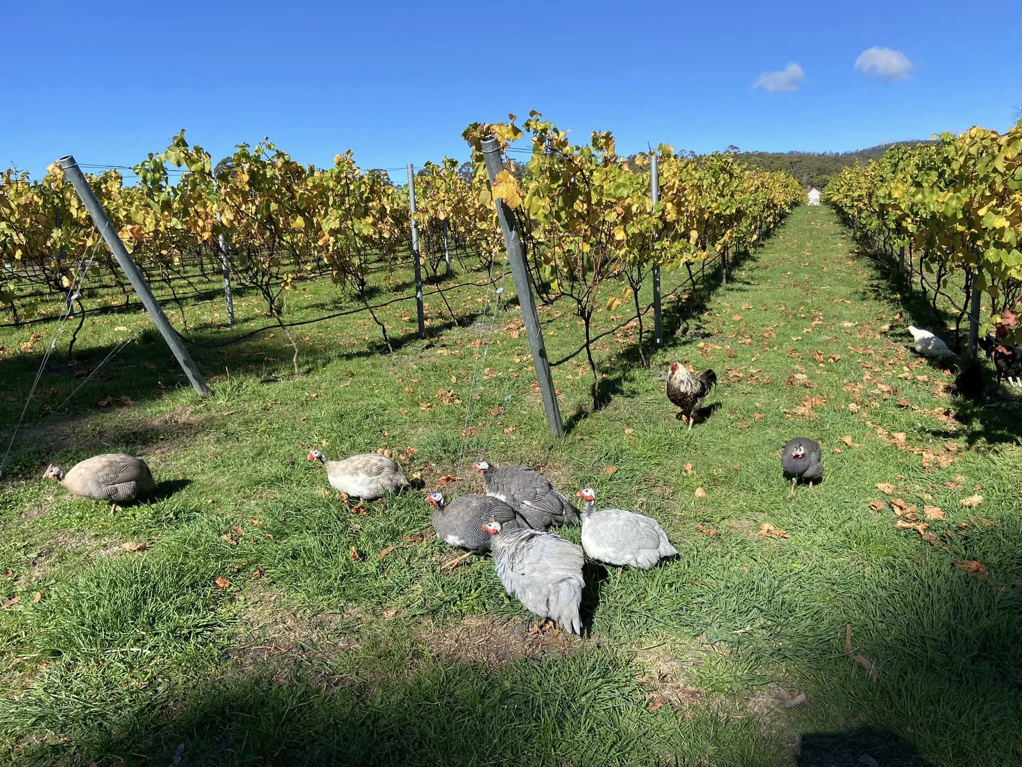 Cascades Bay Wines