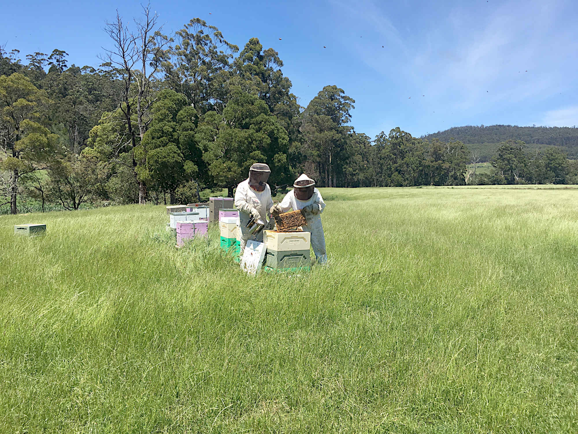 Tasman Honey